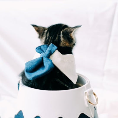 Fuji Meow- Male Lead Collar｜Bossy Necktie