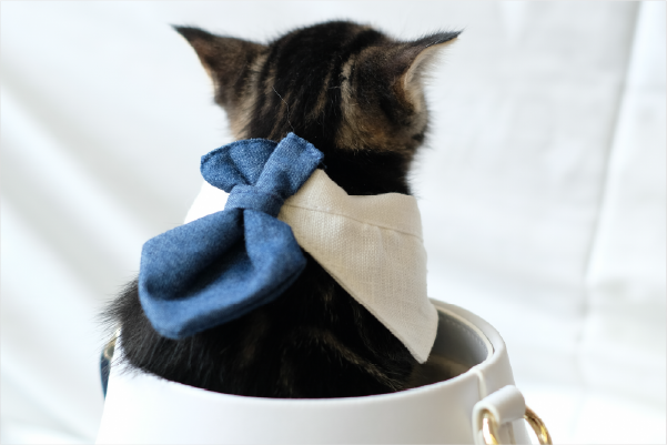 black-kitten-wearing-blue-necktie-back-view-in-cup-Fuji-Meow-Bossy-Necktie-Hong-Kong-Kwun-Tong-Grandmama-store