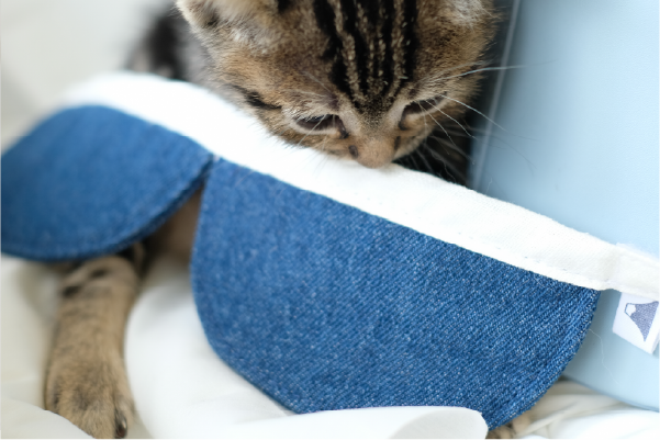 tabby-cat-lying-down-wearing-blue-scalloped-collar-Fuji-Meow-Bossy-Necktie-Hong-Kong-Kwun-Tong-Grandmama-store