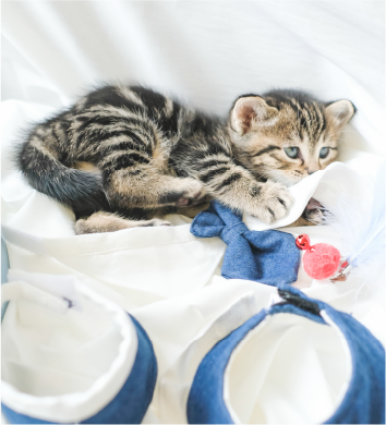 tabby-kitten-sleeping-indoors-wearing-blue-necktie-Fuji-Meow-Bossy-Necktie-Hong-Kong-Kwun-Tong-Grandmama-store